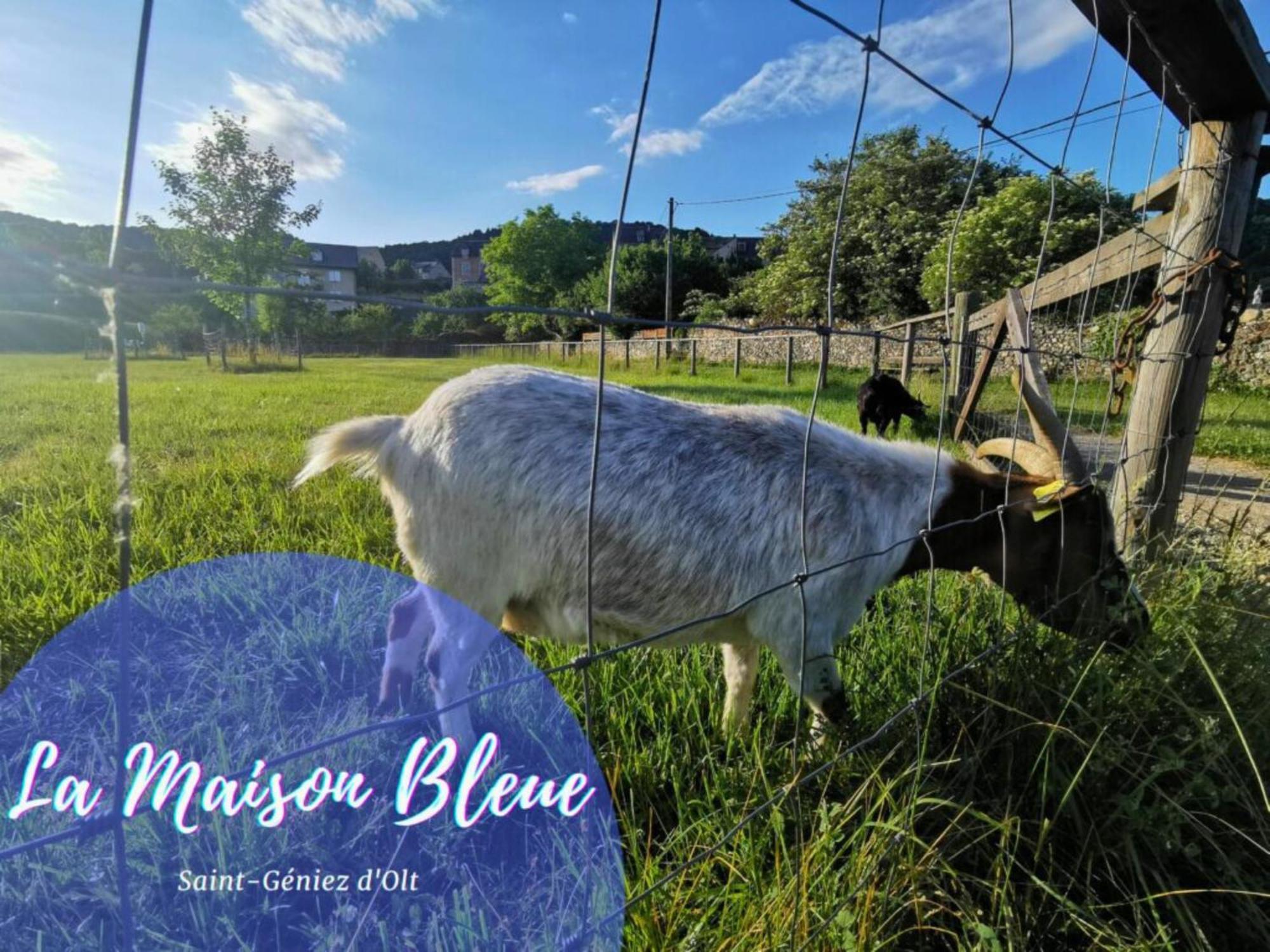 La Maison Bleue, Village Vacances, Piscine, Parking Saint-Geniez-dʼOlt Eksteriør billede